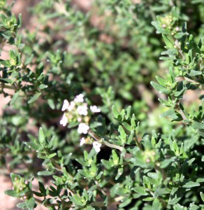 Thymian