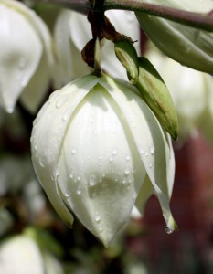 Yucca2