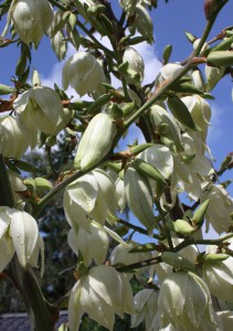 Yucca3