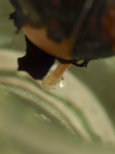 Guck mal, Ingrid, sie keimt!