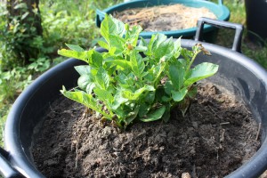 WSDHA sws Eimer 2 20130417